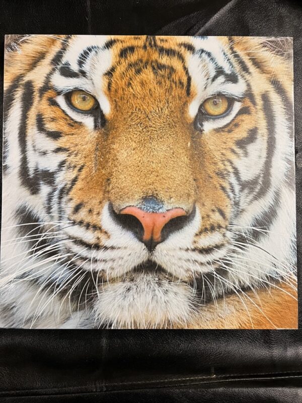 Set van 4 canvas afbeeldingen Leeuw/tijger/panter - Afbeelding 4