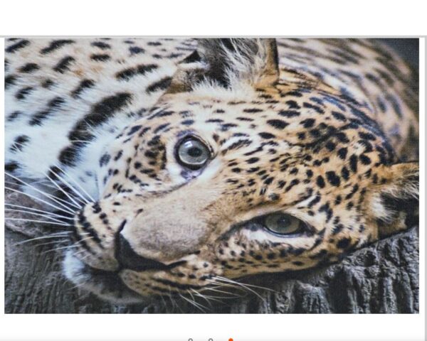 Set van 3 canvas afbeeldingen Leeuw/tijger/panter - Afbeelding 4