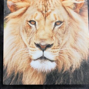 Set van 4 canvas afbeeldingen Leeuw/tijger/panter