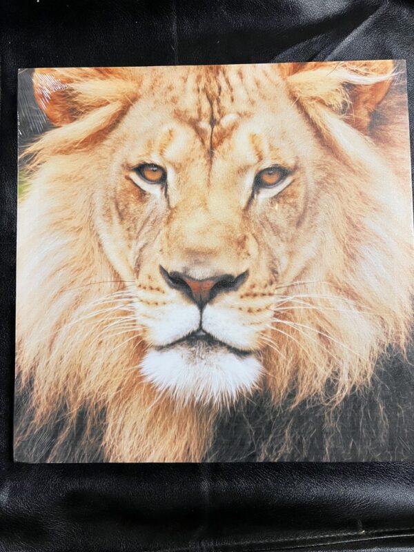 Set van 4 canvas afbeeldingen Leeuw/tijger/panter